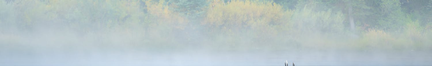 Steve Mattheis bilde av en wapiti som krysser en elv.